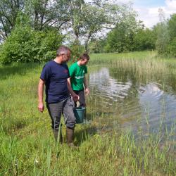 Alevinage de brochetons AAPPMA Seltz