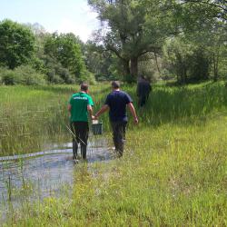 Alevinage de brochetons AAPPMA Seltz