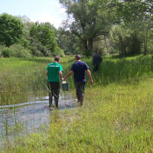 Alevinage de brochetons AAPPMA Seltz