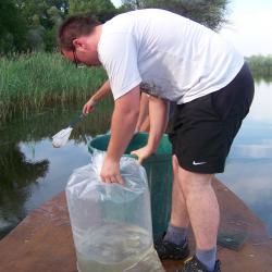 Alevinage sandres AAPPMA Seltz