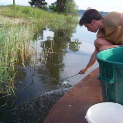 Alevinage sandres AAPPMA Seltz