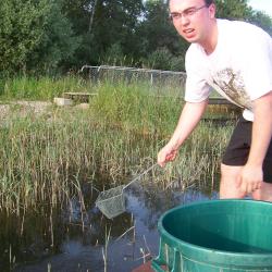 Alevinage sandres AAPPMA Seltz