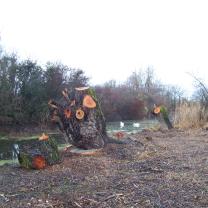 Le Kleinrhein après les travaux de restauration AAPPMA Seltz