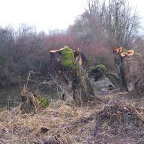 Le Kleinrhein après les travaux de restauration AAPPMA Seltz