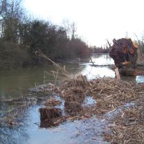 Le Kleinrhein après les travaux de restauration AAPPMA Seltz