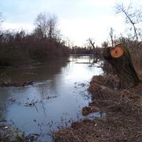 Le Kleinrhein après les travaux de restauration AAPPMA Seltz