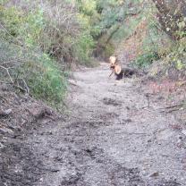 Le Kleinrhein pendant les travaux de restauration AAPPMA Seltz