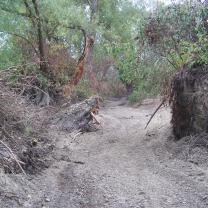 Le Kleinrhein pendant les travaux de restauration AAPPMA Seltz