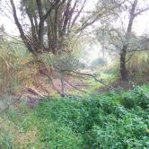 Quelques clichés du Kleinrhein avant sa restauration AAPPMA Seltz