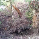 Quelques clichés du Kleinrhein avant sa restauration AAPPMA Seltz