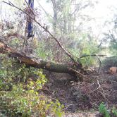 Quelques clichés du Kleinrhein avant sa restauration AAPPMA Seltz