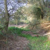 Quelques clichés du Kleinrhein avant sa restauration AAPPMA Seltz