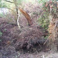 Quelques clichés du Kleinrhein avant sa restauration AAPPMA Seltz